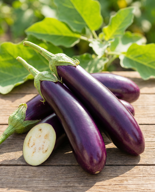 Beringela Violetta Lunga Medium Early (Solanum melongena) – sementes de hortaliça da SeedsChoice
