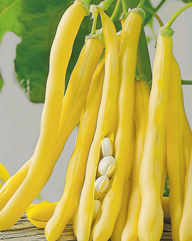 Dwarf French Bean Berggold Seeds Phaseolus Vulgaris Early Variety