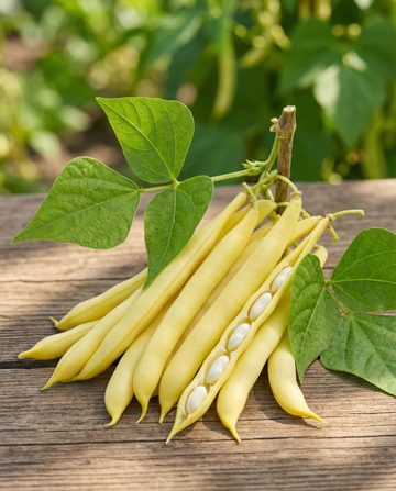 Feijão Anão Berggold Precoce (Phaseolus vulgaris) – sementes de hortaliça da SeedsChoice