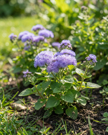 Floss Blue Mink (Ageratum houstonianum) – sementes de flor anual da SeedsChoice