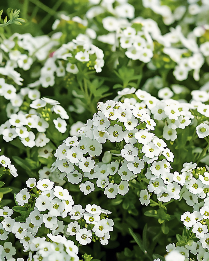 Sementes de Alyssum Snowcloth (Lobularia maritima) – anual