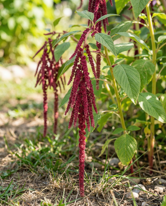 Love Lies Bleeding (Amaranthus caudatus) – sementes de flor anual da SeedsChoice