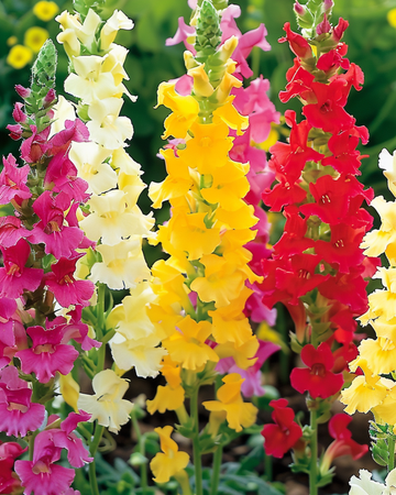 Sementes de boca-de-leão alta misturada (Antirrhinum majus) – flor anual