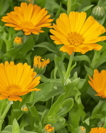 Semillas de caléndula (Calendula arvensis) – flor anual