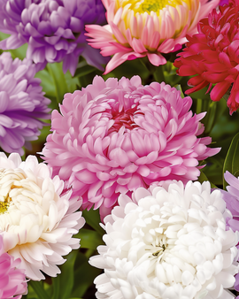 Sementes de Aster Callistephus chinensis Paeony Flowered Mixed – anual
