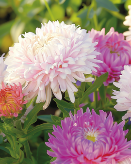 Aster Ostrich Feather Mixed Seeds Callistephus Chinensis Annual