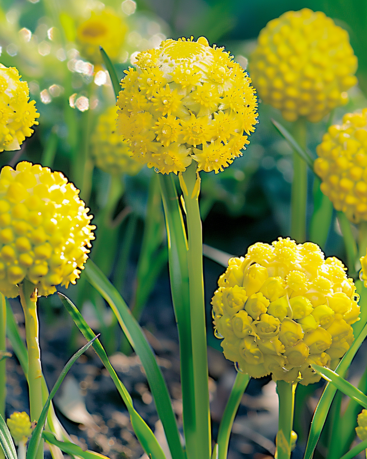 Sementes de flor-ananás (Cephalophora aromatica) – flor anual