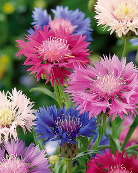 Sementes de Sultan Doce Centaurea Moschata Cores Mistas Anuais