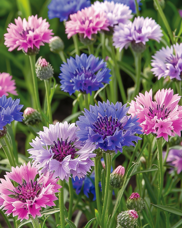 Sementes de centáurea Polka Dot Mix (Centaurea cyanus) – flor anual