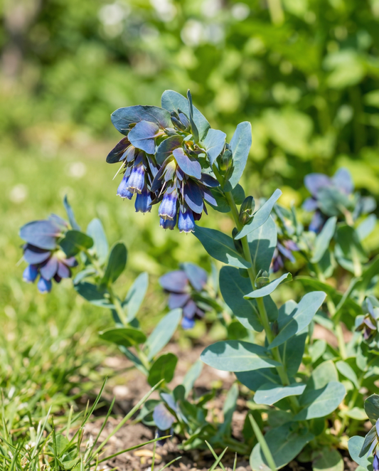 Honeywort Pride Of Gibraltar (Cerinthe major) – sementes de flor anual da SeedsChoice