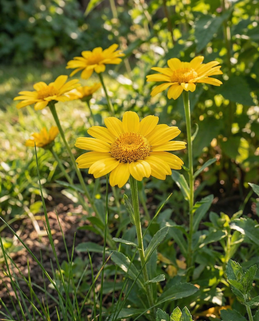 Crisantemo de los campos Eldorado (Chrysanthemum segetum) – semillas de flor anual de SeedsChoice