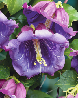 Sementes de Cobaea Scandens Trepadeira Anual com Flores Roxas