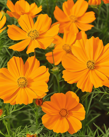 Semillas Sunset (Cosmos sulphureus) – flor anual