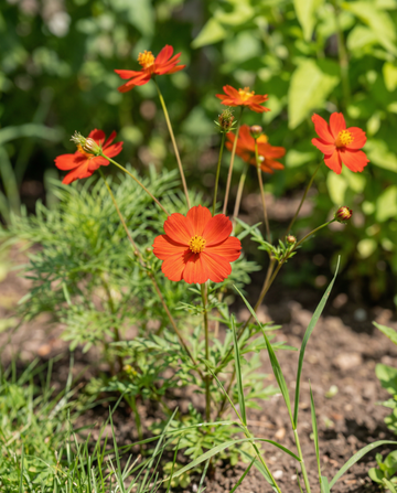 Sunset (Cosmos sulphureus) – semillas de flor anual de SeedsChoice