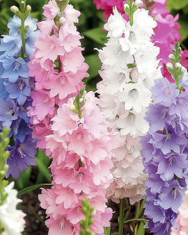 Semillas de espuela de caballero Delphinium ajacis anual con flores de jacinto mezcladas