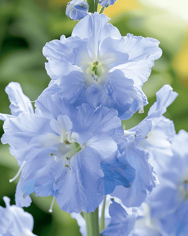 Sementes de espora-da-cavalheiro Summer Blues (Delphinium grandiflorum) – anual