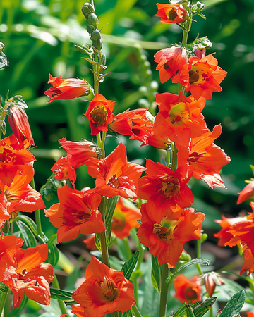 Sementes de esporão-de-cavalheiro Fox Orange Red (Delphinium nudicaule) – anual