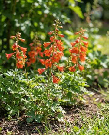 Esporão-de-cavalheiro Fox Orange Red (Delphinium nudicaule) – sementes anuais da SeedsChoice