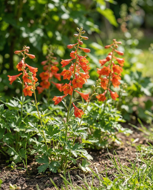 Espuela de caballero Fox Orange Red (Delphinium nudicaule) – semillas anuales de SeedsChoice