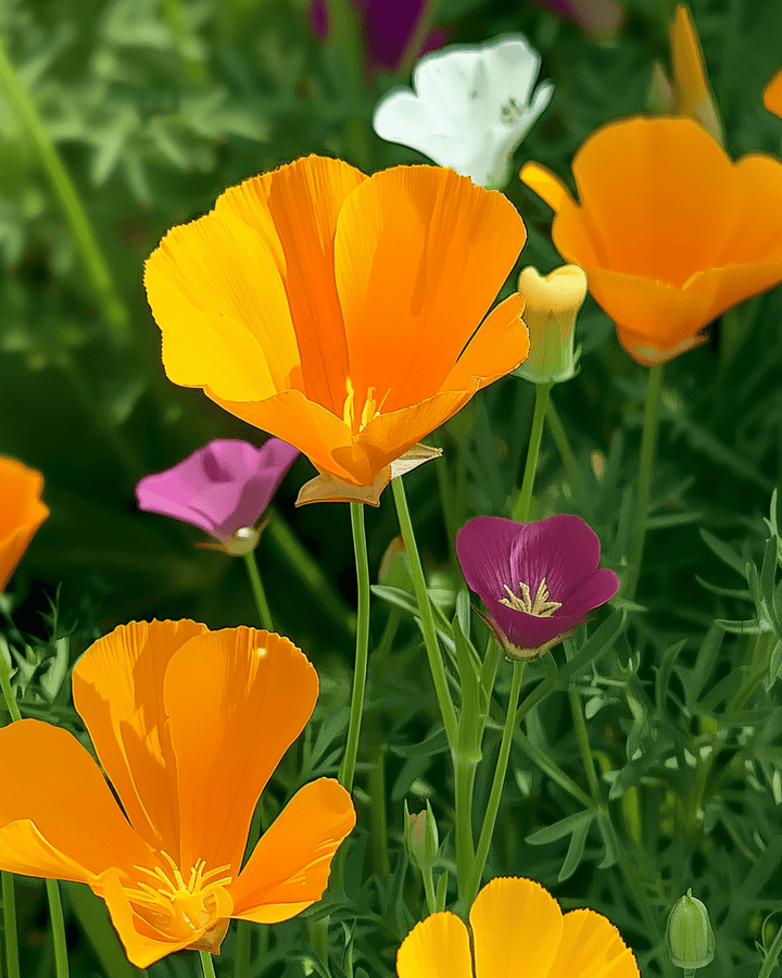 Semillas Eschscholtzia Single Mixed (Eschscholzia californica) – flor anual