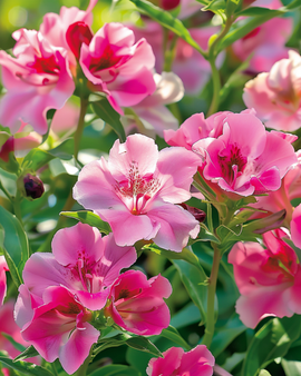 Sementes de Godetia Clarkia amoena anual Mixed Single Flowered
