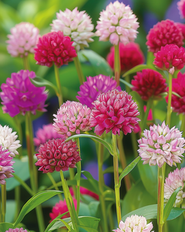 Sementes de Amaranto Globo Gomphrena Globosa Mixed Flores Anuais