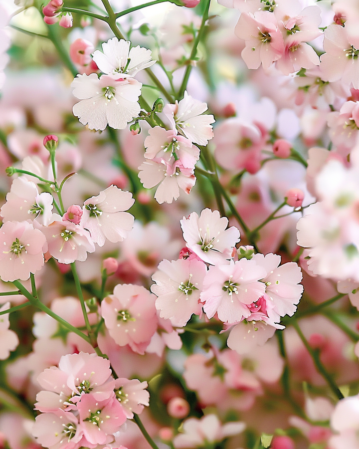Sementes de Baby's Breath Pink (Gypsophila elegans) – flor anual