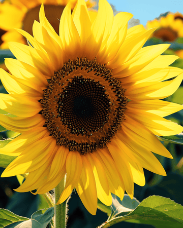 Sementes de Girassol Simples Giant 250 Cm (Helianthus annuus) – flor anual