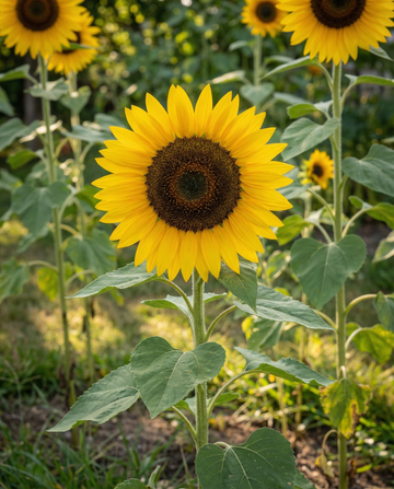 Girassol Simples Giant 250 Cm (Helianthus annuus) – sementes de flor anual da SeedsChoice