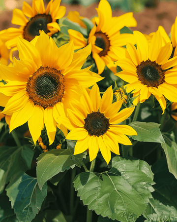 Sementes de girassol Pacino (Helianthus annuus) – flor anual