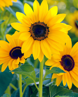 Sementes de Girassol Stella Helianthus debilis Anual