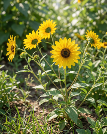 Girasol Stella (Helianthus debilis) – semillas de flor anual de SeedsChoice