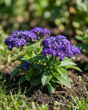 Heliotrope Marine (Heliotropium arborescens) – sementes de flor anual em SeedsChoice