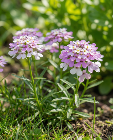 Semillas de mezcla de carraspique Mixed (Iberis umbellata) – mezcla anual de SeedsChoice