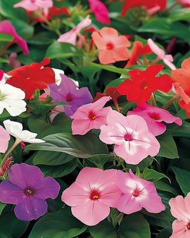 Sementes de beijinhos Impatiens walleriana Baby Mixed flor anual para jardim de sombra