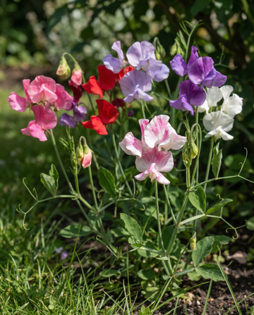 Ervilha-de-cheiro Bijou Mixed (Lathyrus odoratus) – sementes de flor anual da SeedsChoice