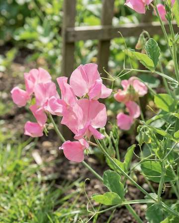 Chícharo-de-cheiro Royal Family Pink (Lathyrus odoratus) – sementes de flor anual da SeedsChoice
