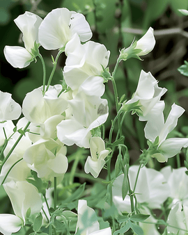 Semillas de guisante de olor Royal Family White anuales Lathyrus Odoratus