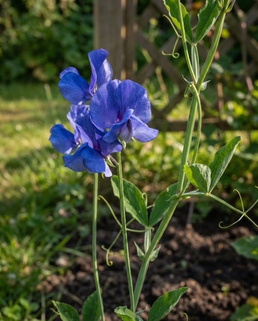 Chícharo-de-cheiro trepador Royal Family Blue (Lathyrus odoratus) – sementes de trepadeira anual da SeedsChoice