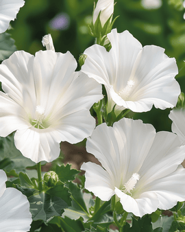 Semillas de Malva Mont Blanc Lavatera trimestris flor anual