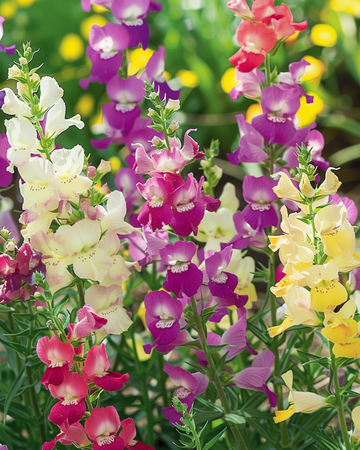 Toad Flax Fairy Bouquet seeds (Linaria maroccana) – annual mix