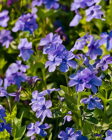 Sementes Crystal Palace (Lobelia erinus) – anual