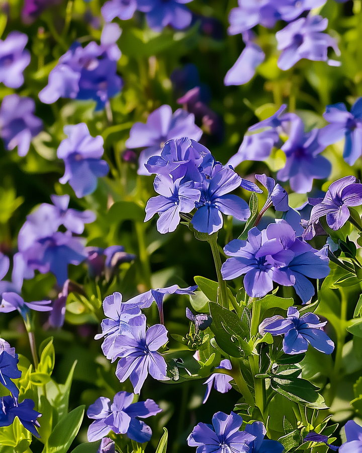 Semillas Crystal Palace (Lobelia erinus) – anual
