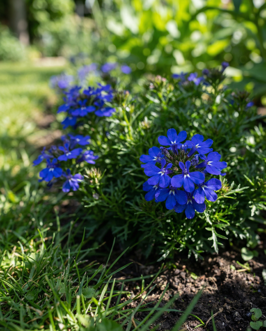 Crystal Palace (Lobelia erinus) – semillas anuales de SeedsChoice