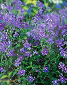 Semillas de lobelia colgante Lobelia Erinus Sapphire anual