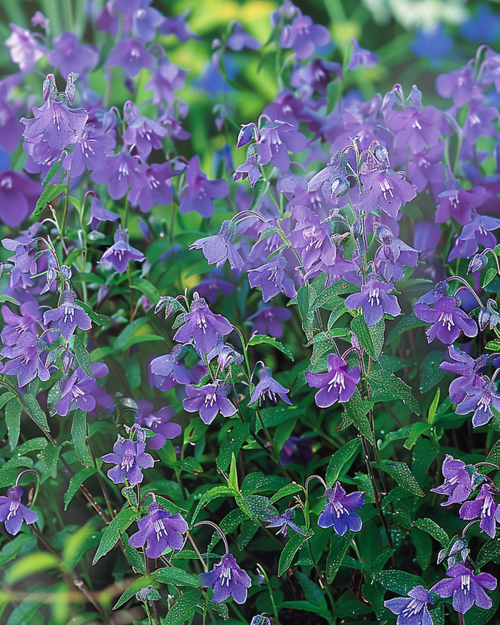 Sementes Trailing Sapphire (Lobelia erinus) – anual