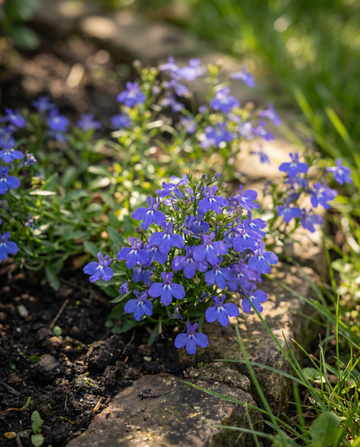 Trailing Sapphire (Lobelia erinus) – sementes anuais da SeedsChoice