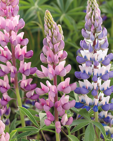 Sementes de Lupin Mixed (Lupinus hartwegii) – flor anual