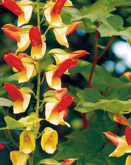 Spanish Flag Seeds Ipomoea Lobata Annual Climber Flower