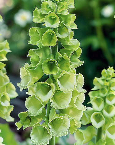 Sementes de Bells Of Ireland de Corte (Moluccella laevis) – flor anual